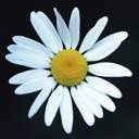   CATERINA